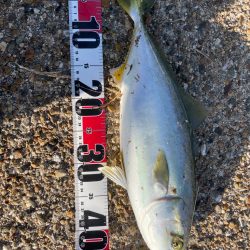 小ぶりですが青物っ❗️