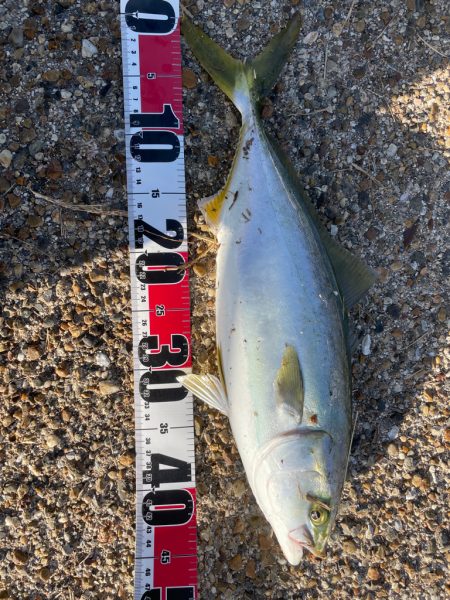 小ぶりですが青物っ❗…