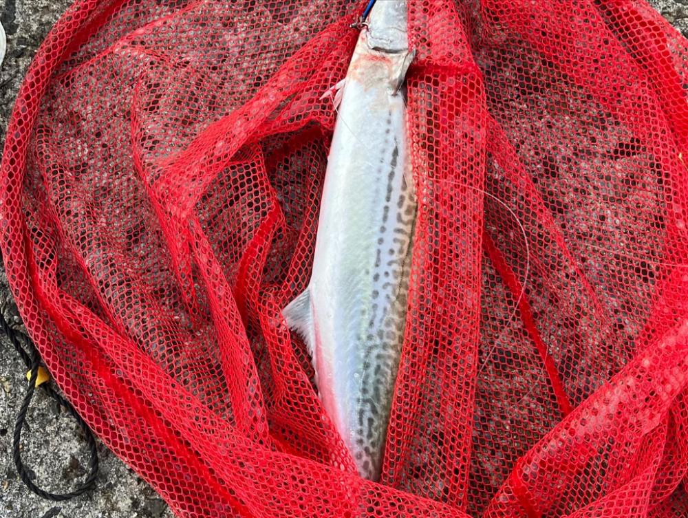 久しぶりのサゴシ