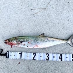 朝マヅメサゴシ