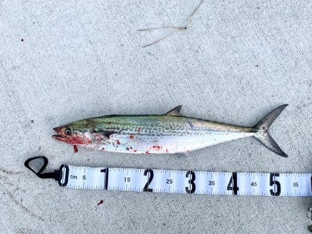 朝マヅメサゴシ