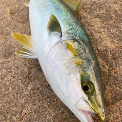 ロッド真っ二つ→ハマチ&メジロ→病…