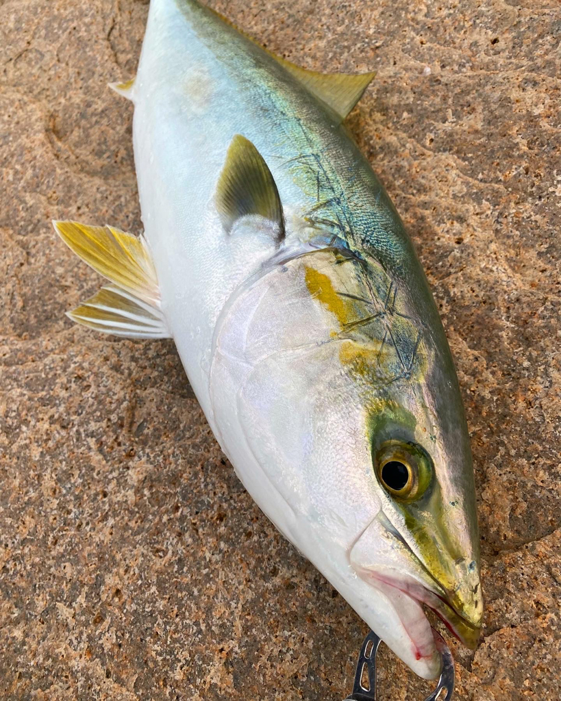 ロッド真っ二つ→ハマチ&メジロ→病院送り
