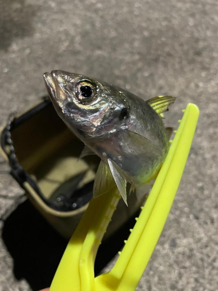 小雨のアジング