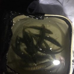 イカ釣り用のアジ!