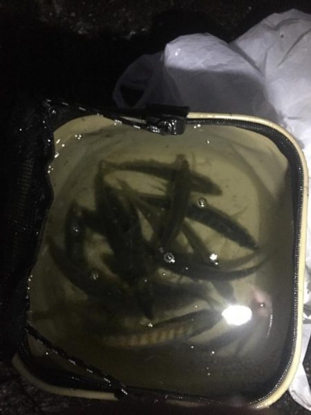 イカ釣り用のアジ！