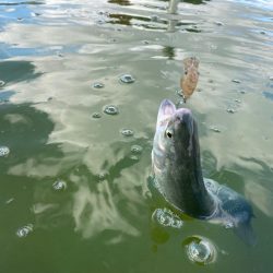 亀プー　エリアトラウト