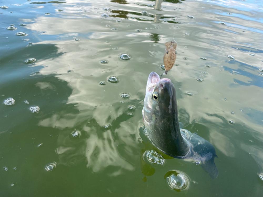 亀プー　エリアトラウト