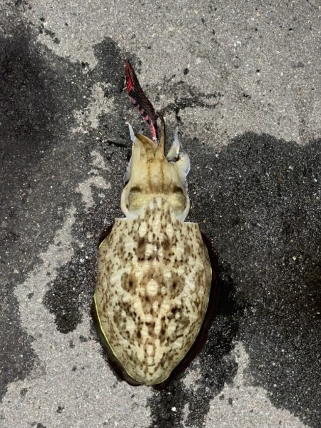 キロアップ目指して！