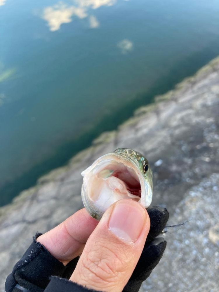 水路から続々バスが