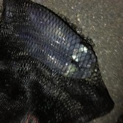 アオリイカの浮き釣り！