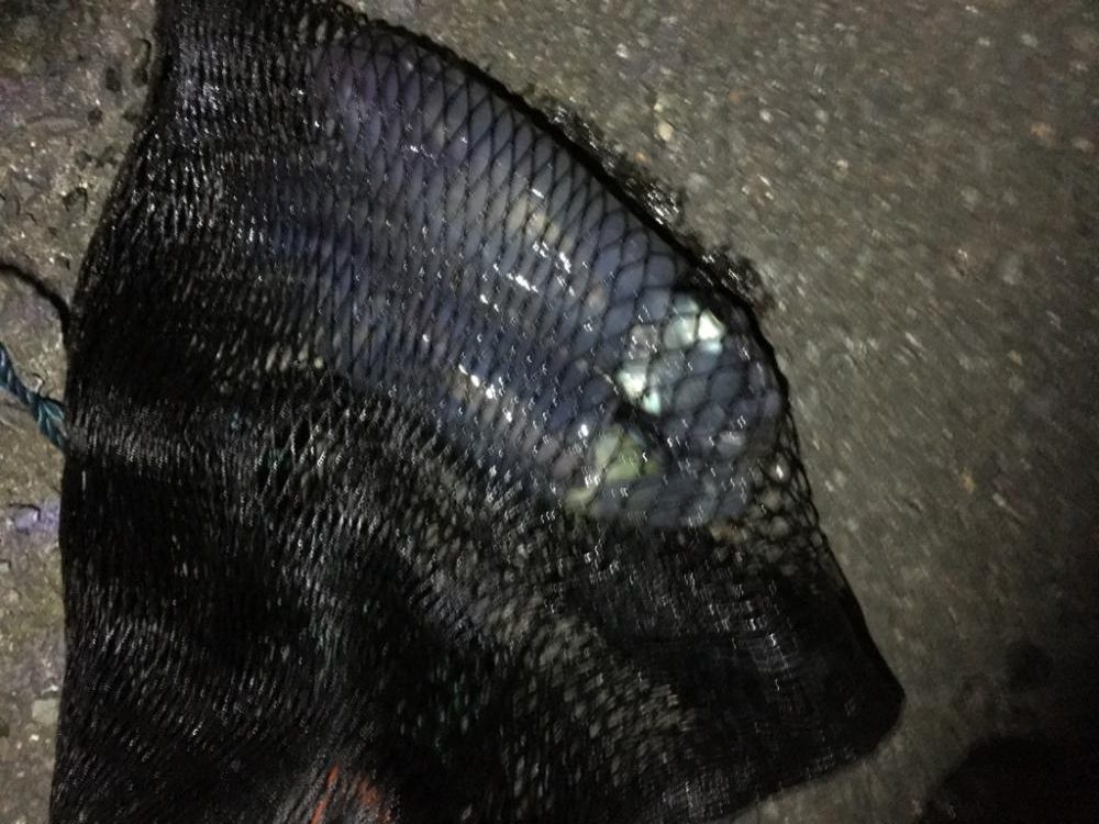 アオリイカの浮き釣り！