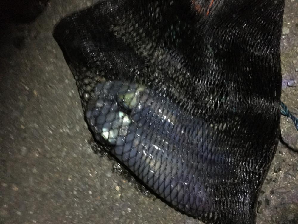 アオリイカの浮き釣り！
