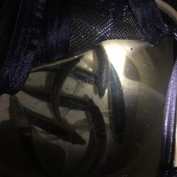 アオリイカ用のアジ釣り！