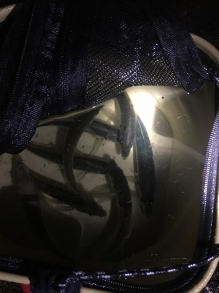 アオリイカ用のアジ釣り！