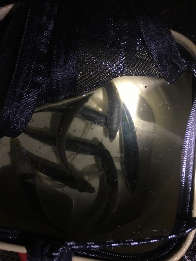 アオリイカ用のアジ釣り!