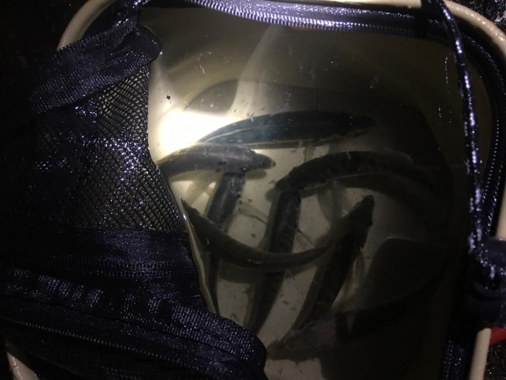 アオリイカ用のアジ釣り！