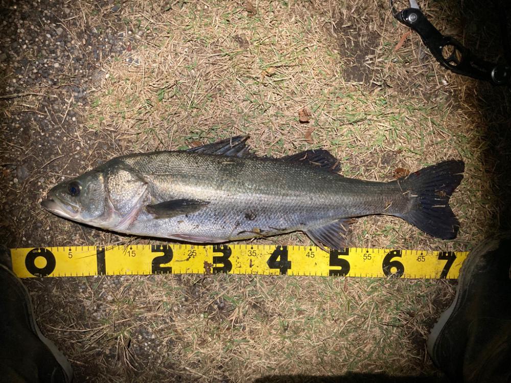 シーバスフィッシング