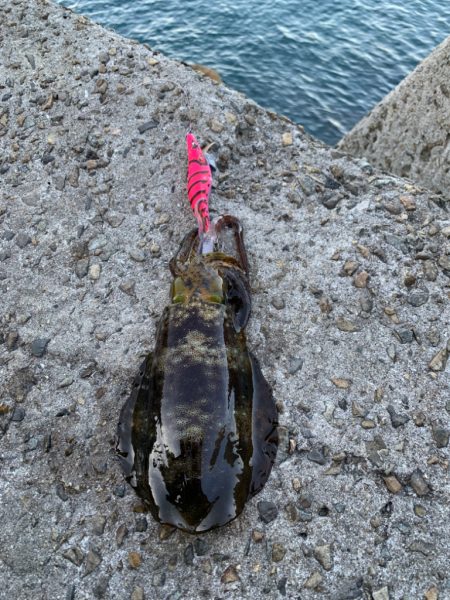 イマイチの釣果…