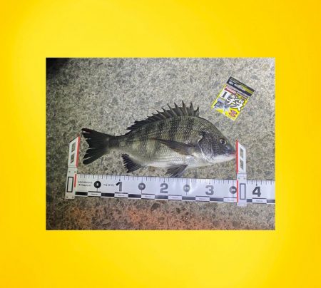 潮位が低く、透き通り厳しい状況からスタート…