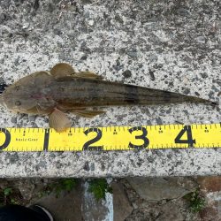 コノシロはまだ入ってなさそう