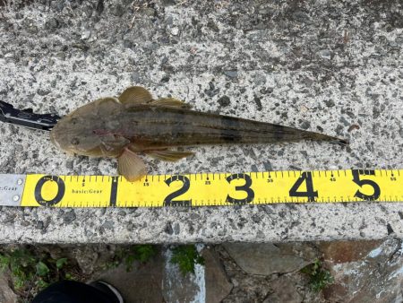 コノシロはまだ入ってなさそう