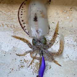 早朝ティップラン