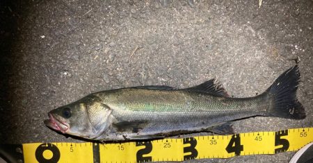 シーバスフィッシング