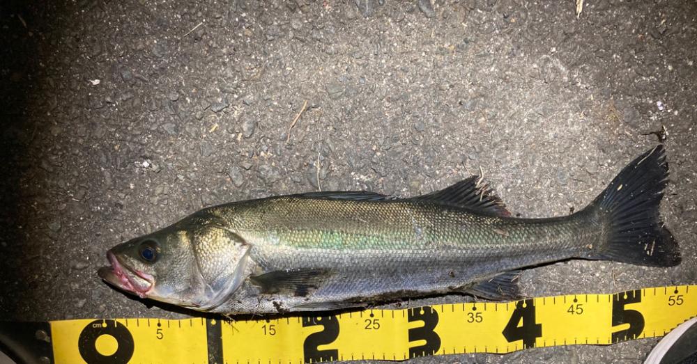 シーバスフィッシング