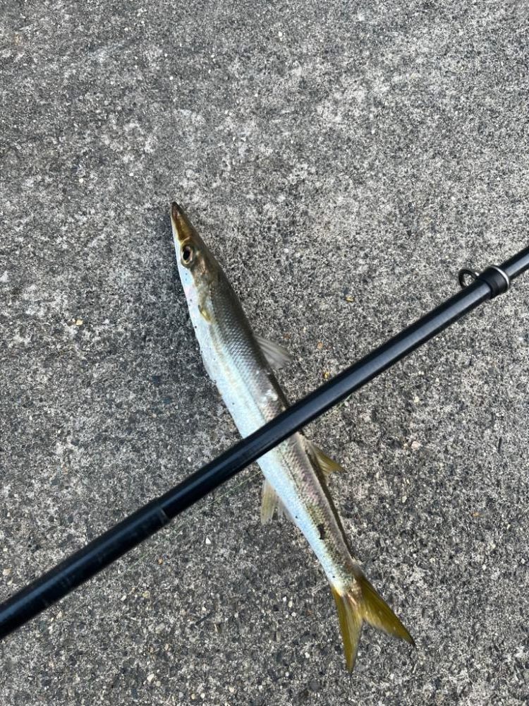 福井ライトゲーム