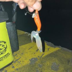 ヒイカ調査2(^.^)