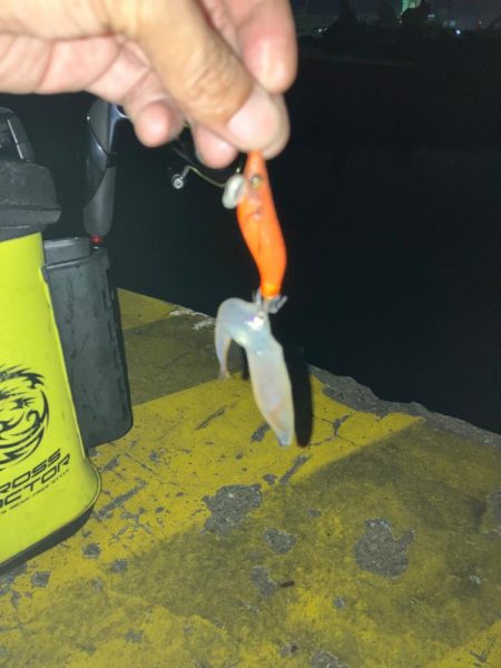 ヒイカ調査2(^.^)