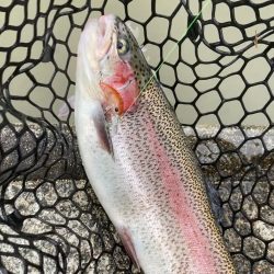 フィッシャーリゾート庄原コーホーめちゃ釣れ…