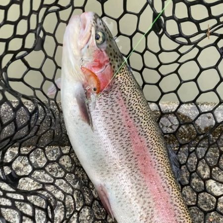 フィッシャーリゾート庄原コーホーめちゃ釣れ…