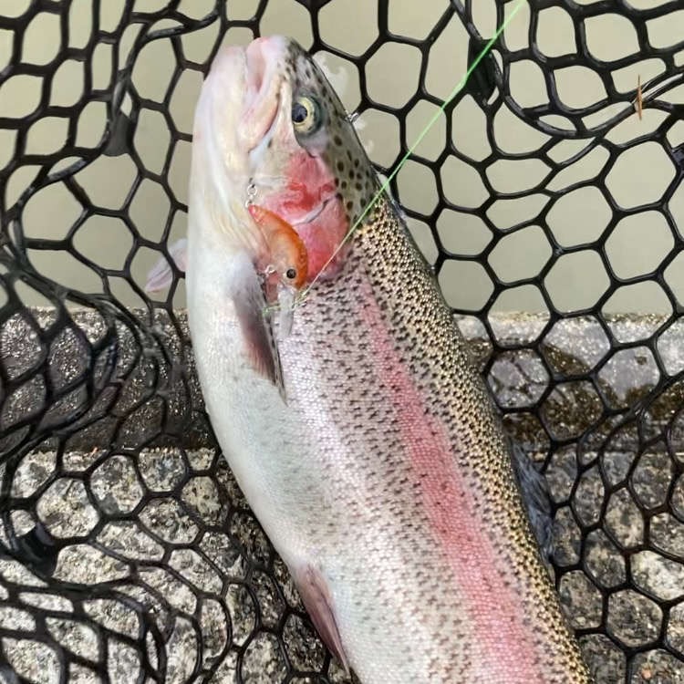 フィッシャーリゾート庄原コーホーめちゃ釣れる!