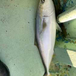 メジロ1本ハマチ数本