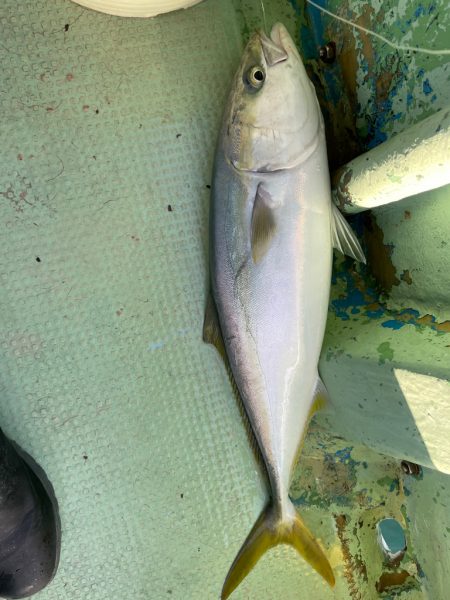 メジロ1本ハマチ数本