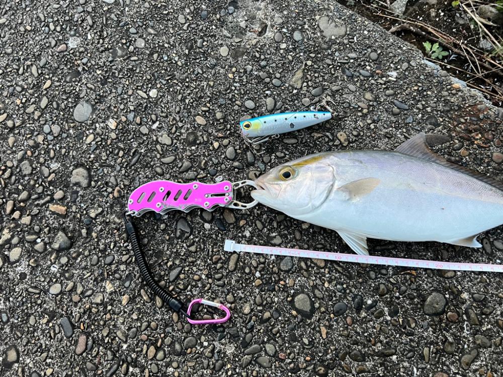 まだまだ活性高い〜