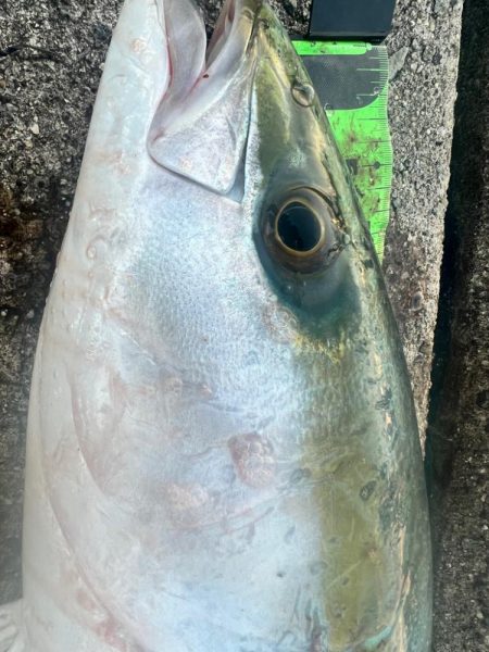 フラット！！！