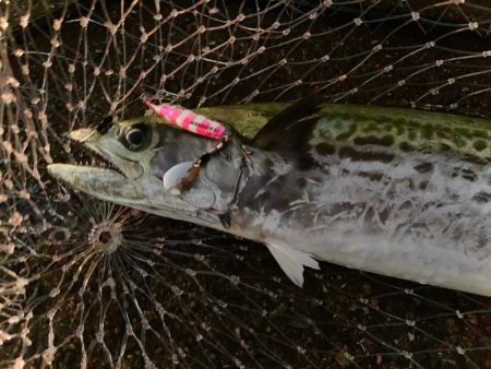 サゴシとメジロキャッチのサワラバラしにゃ……