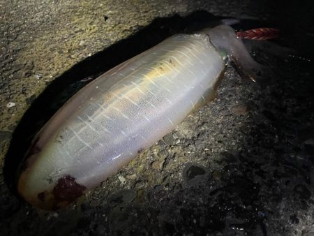 今季5杯目キロアップゲット