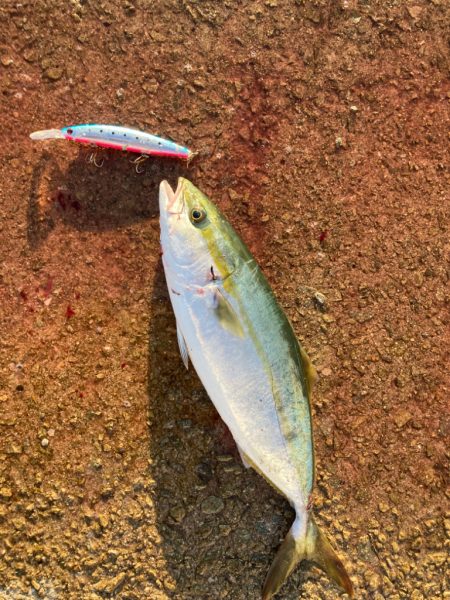 ⭐︎セットアッパーに軍配あり…