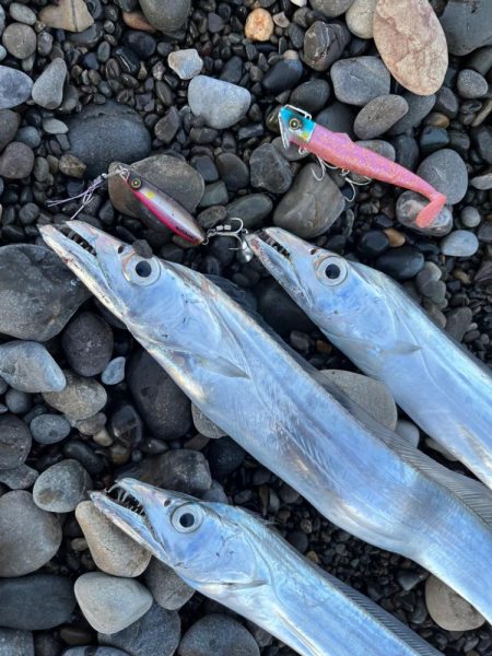 サーフタチウオ攻略法