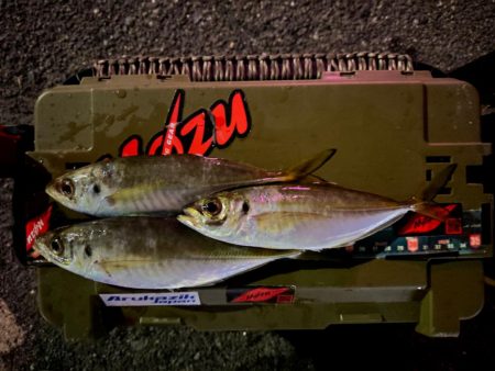 ひっそりと湾奥アジング