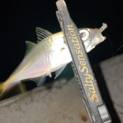 アジングナイト