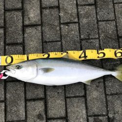 メジロゲッチュ〜！