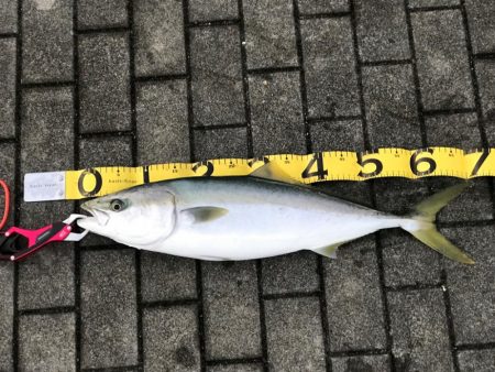 メジロゲッチュ〜！