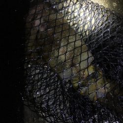 3日ぶりのアオリイカ！