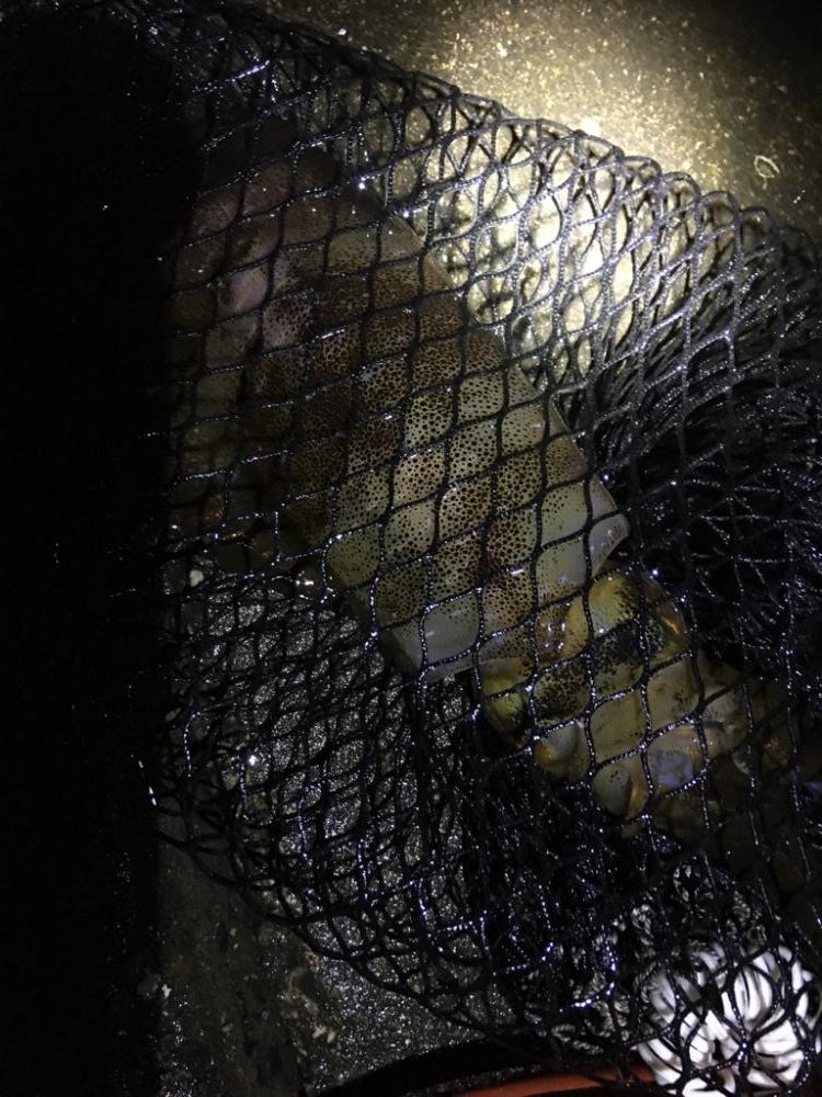 3日ぶりのアオリイカ!