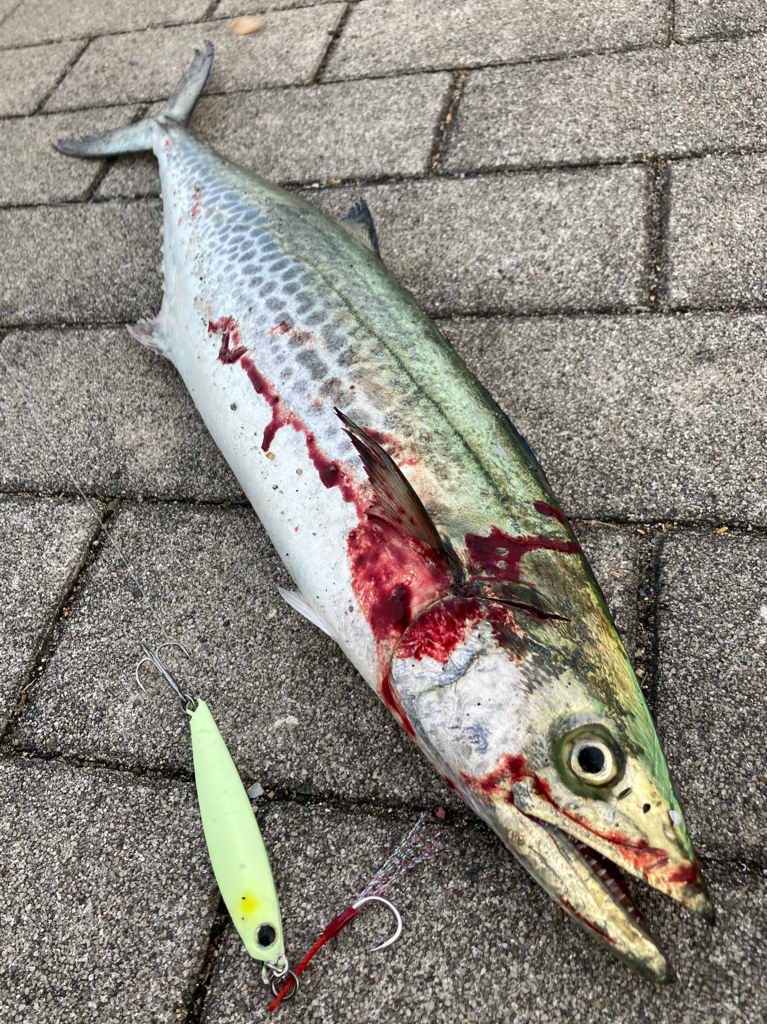 冷え込み激しい中。青牙57cm。。。